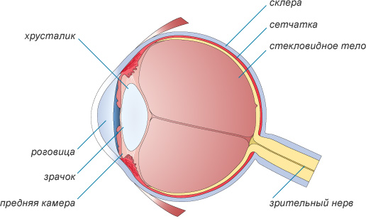 структура глаза